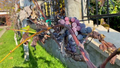 Sick-Grape-Bunch-Against-A-Stone-Fence