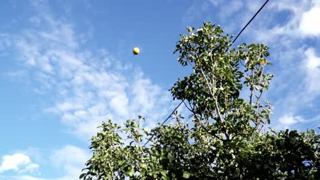 Zitrone-In-Die-Luft-Geworfen-Vor-Dem-Hintergrund-Der-Bäume-Und-Des-Schönen-Blauen-Himmels