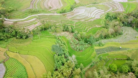 Rückwärtsdrohnenaufnahme-Eines-Grünen,-Fruchtbaren,-Terrassierten-Reisfeldes---Wunderschönes-Tropisches-Reisfeld