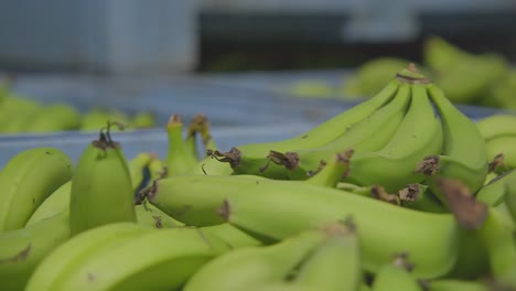 Close-up-bananas-on-the-container-are-ready-to-be-marketed