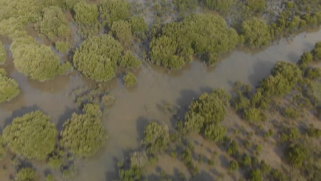 Luftaufnahme-Aus-Der-Vogelperspektive-über-Mangroven-Am-Meeresarm-In-Australien
