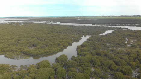 Aerial-shot-panning-accross-a-river-flowing-through-mangroves-in-Australia