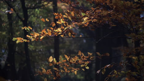 Herbstfarben-Schaffen-Eine-Farbenpracht-In-Einem-Alten-Wald,-Worcestershire,-England