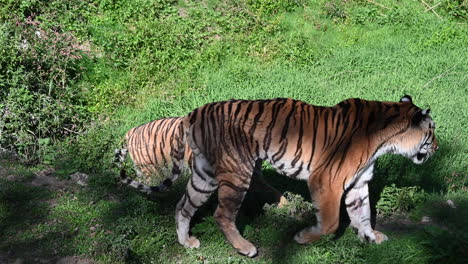 two-tigers-are-walking-in-a-dirt-path-next-to-a-grass-meadow