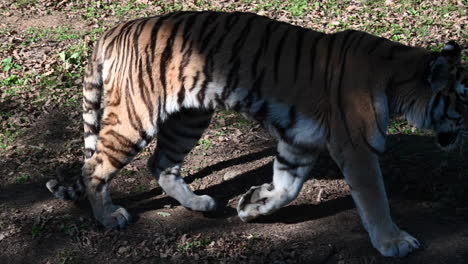 Un-Tigre-Deja-La-Sombra-Y-Camina-Sobre-La-Tierra-Y-La-Hierba-En-Su-Recinto,-Animal-Del-Zoológico