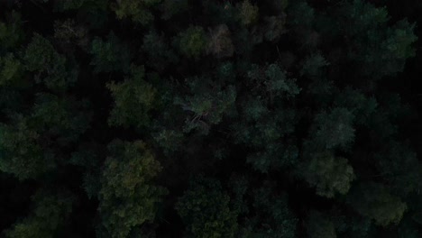 Aerial-Birds-Eye-Flying-Over-Veluwe-Forest-Tree-Tops
