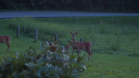 Cautious-herd-of-white-tail-deers-by-roadside-under-apple-trees