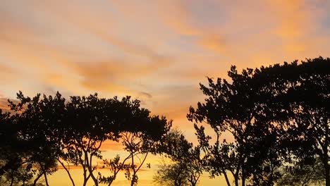 Silhouette-Of-Tree-Branched-Moving-In-Wind-Against-Peach-Orange-Sunset-Skies