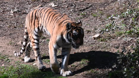 a-tiger-is-walking-on-dirt-next-to-bushes-under-the-sun,-in-a-zoo