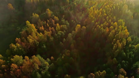 Filmische-Drohnenaufnahme-Von-Oben-Nach-Unten,-Die-Eine-Dramatische,-Mit-Kiefern-Bedeckte-Herbstwaldlandschaft-Mit-Nebligem-Sonnenlicht-über-Bäumen-Zeigt