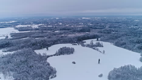 Drone-flying-over-spruce-trees-forest-landscape-covered-with-snow