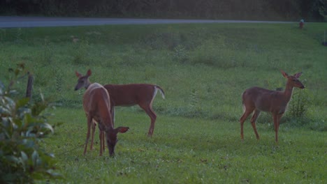 Three-young-white-tail-deers-shaking-tails-and-cautiously-grazing-near-road