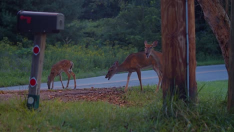 Two-white-tail-fawns-and-one-doe-eating-apples-under-apple-tree-near-mailbox-at-dusk