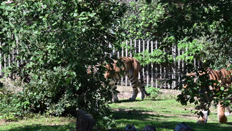 Dos-Tigres-Caminan-Y-Se-Esconden-Detrás-De-Las-Hojas-De-Los-árboles-En-Su-Recinto,-Zoológico-En-Francia