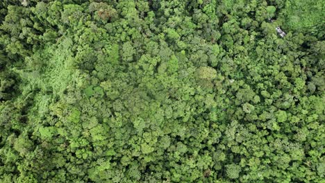 Strom-Fließt-In-Bäume-Des-üppigen-Grünen-Regenwalddschungels,-Costa-Rica