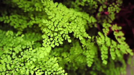 Close-up-view-of-Maidenhair-fern-green-plant-with-small-leaves,-natural-background