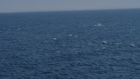 Drone-Aéreo-Disparó-Delfines-Nadando-En-El-Mar