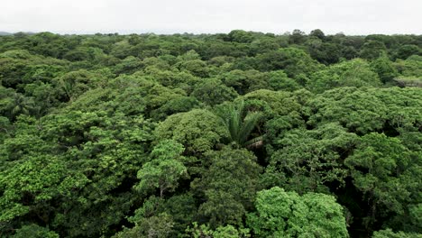 Endless-lush-tree-rainforest-in-jungle-of-Costa-Rica-under-cloudy-sky