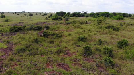 Aerial-drone-footage-of-Giraffes-roaming-free-in-a-national-park