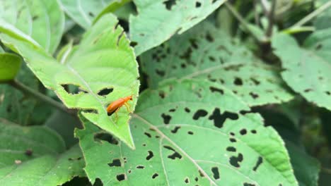 Orange-Insect-Perched-On-Damaged-Green-Leaf