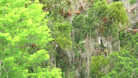 Viejos-árboles-Y-Pirámides-En-La-Antigua-Ciudad-Maya-De-Tikal,-Guatemala
