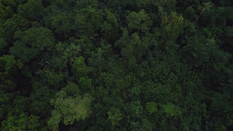 Lush-Tropical-Rainforest-In-The-Daintree-National-Park,-Far-North-Queensland,-Australia---aerial-top-down