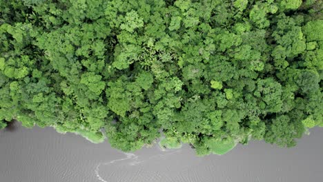 Grüner-Regenwald-Am-Ufer-Des-Schmutzigen-Dschungelflusses-In-Costa-Rica