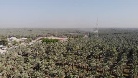 Aerial-Flying-Over-Date-Palm-Plantation-Grove-Trees-In-Khairpur