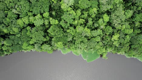 üppiger-Regenwald-Am-Ufer-Des-Großen-Schmutzigen-Dschungelflusses-In-Costa-Rica