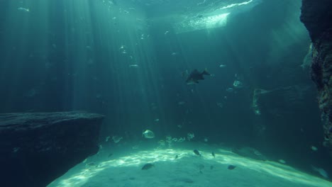 Sun-rays-dance-underwater-in-large-aquarium-habitat-full-of-reef-fish