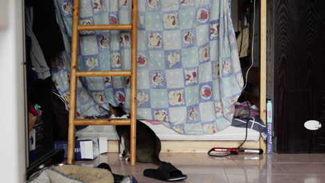 Eine-Katze,-Die-In-Einem-Unordentlichen-Wohnzimmer-Auf-Dem-Boden-Steht