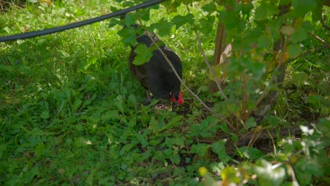 Footage-of-a-chicken-filmed-laying-in-a-grass-with-a-camera-moving-on-a-gimbal-in-4k-in-slowmotion