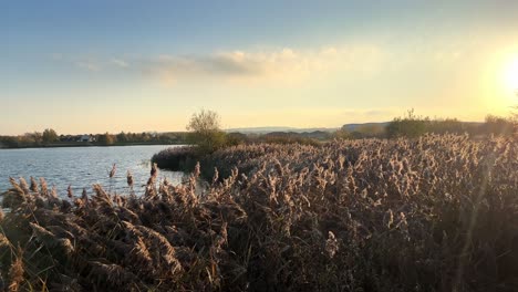 Lake,-riverbank-with-water-reeds-moving-in-the-warm-sunset-light