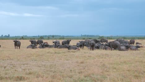 Eine-Große-Herde-Afrikanischer-Büffel-Steht-Still-Im-Hohen-Savannengras-Von-Kenia-In-Afrika