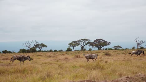Schwenk-Folgt-Einer-Herde-Von-Gnus-Oder-Gnou,-Die-Durch-Die-Savanne-In-Kenia-Laufen