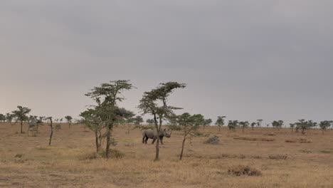 Un-Rinoceronte-Negro-En-Peligro-De-Extinción-Camina-A-Través-De-La-Maleza-En-La-Sabana-Africana
