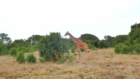 Eine-Giraffe-Geht-Durch-Die-Savanne-Zu-Einem-Akazienbusch,-Um-Zu-Fressen