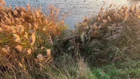 Golden-water-reeds-swaying-in-the-warm-sunset-light