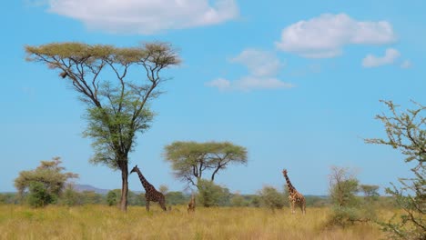 one-giraffe-eats-the-leaves-and-branches-of-a-tall-acacia-tree-in-the-Kenyan-savannah,-another-walks-through-the-grass