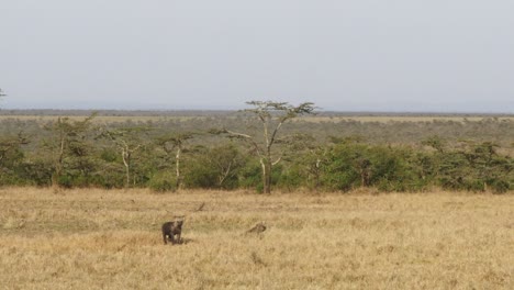 two-hyenas-in-the-tall-savannah-grass-at-the-edge-of-the-bushes-and-trees-in-a-wildlife-park-in-Kenya