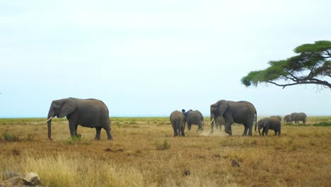 Eine-Elefantenherde,-Die-In-Der-Afrikanischen-Savanne-Löcher-In-Den-Boden-Gräbt