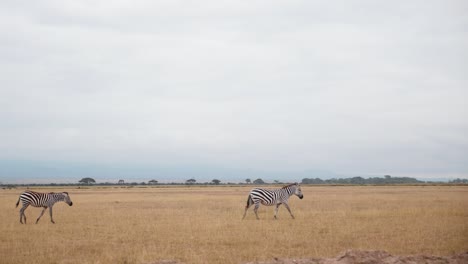 panning-shot-follow-two-zebras-walking-across-the-savannah-in-african-kenya