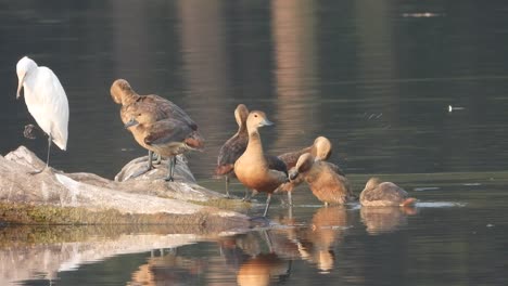 Reiher-Und-Pfeifende-Ente,-Die-Sich-Auf-Dem-Wasser-Entspannen