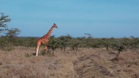 a-lone-giraffe-under-a-bright-blue-sky-between-some-lower-acacia-bushes-in-the-african-savannah
