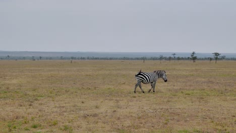 Ein-Einsames-Ebenes-Zebra-Geht-Ruhig-Durch-Die-Savanne-Im-Afrikanischen-Kenia