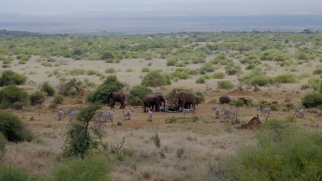 Elefanten-Und-Zebras-Zusammen-In-Der-Savanne-Von-Kenia-In-Afrika