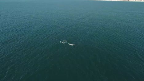 3-Grauwale-Wandern-Vor-Der-Küste-Von-Kalifornien,-Luftbild,-4k