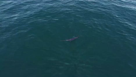 swordfish-swimming-on-the-surface,-drone-view,-4k