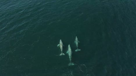 Family-of-3-grey-whales-swimming-together,-aerial-view