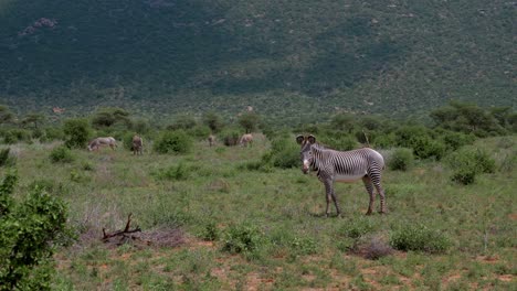 in-the-foreground-of-a-mountain-stands-in-the-grass-of-the-savannah-a-rare-and-protected-Grevy's-zebra-with-its-round-ears-and-thin-stripes